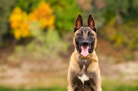 The cost to adopt a Belgian Malinois is around $300 in order to cover the expenses of caring for the dog before adoption. In contrast, buying Belgian Malinois from breeders can be prohibitively expensive. Depending on their …